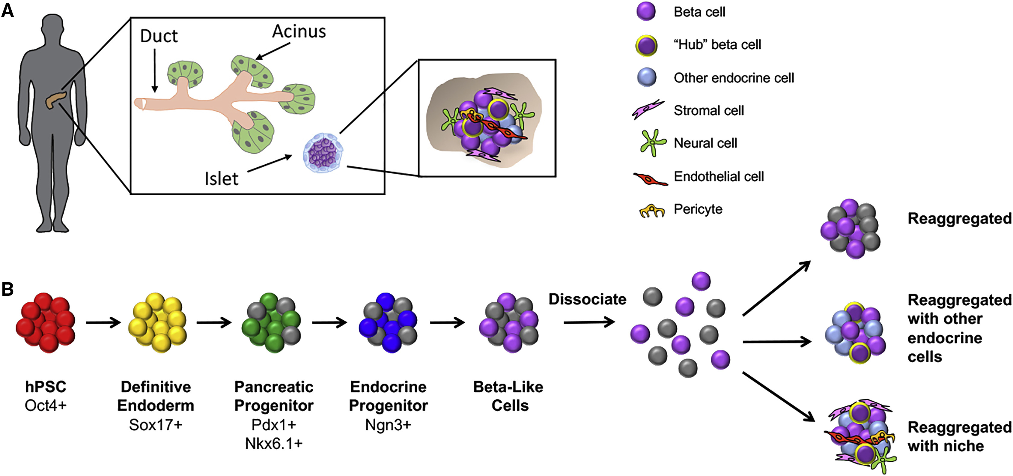 Stem Cell Therapy for Diabetes